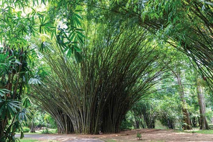 Dense green landscape buffer