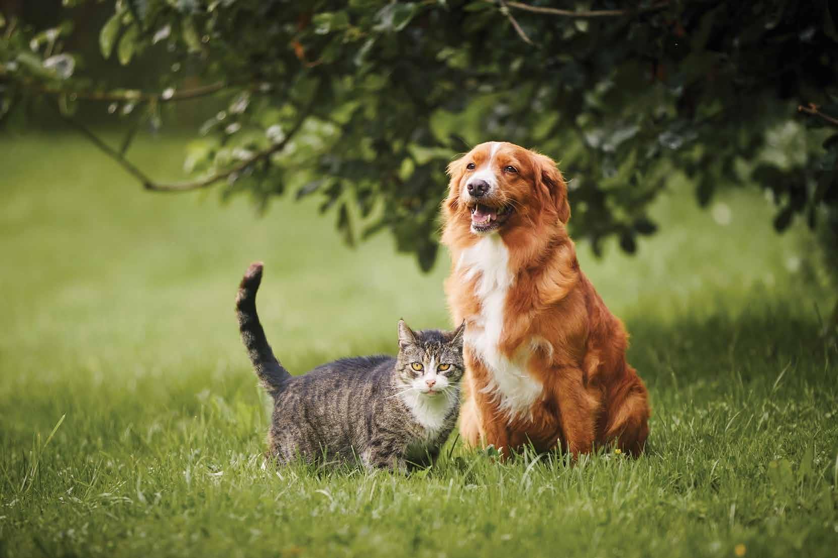 Pet friendly open space